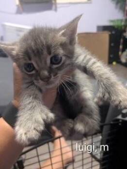 Luigi -  Tabby and Extra Toes Cat Hemingway Polydactyl Cat for Adoption in Ruskin, Florida - Luigi | PetCurious
