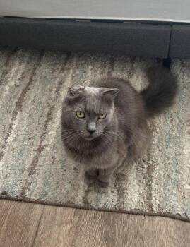 Milio -  Domestic Medium Hair Cat for Adoption in San Jose, California - Milio | PetCurious