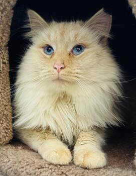 Siamese Cats Available for Adoption - Pumpkin | PetCurious