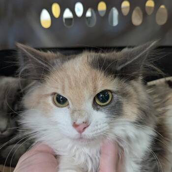 Domestic Long Hair Cats Available for Adoption in Huntsville, Arkansas - Stella | PetCurious