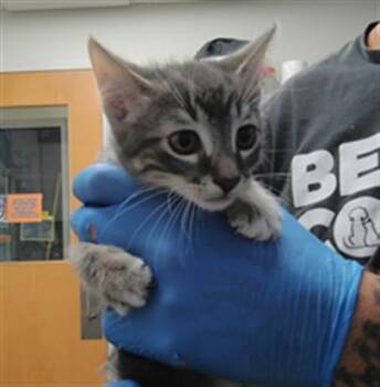 LUKA -  Domestic Medium Hair Cat for Adoption in Albuquerque, New Mexico - LUKA | PetCurious