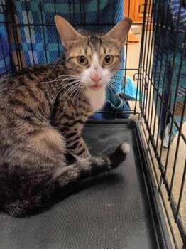 Lyssa -  Domestic Short Hair Cat for Adoption in Palm Coast, Florida - Lyssa | PetCurious