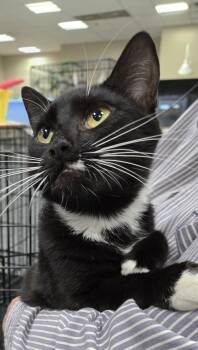 Wanda Rubenstein -  Domestic Short Hair Cat for Adoption in Mokena, Illinois - Wanda Rubenstein | PetCurious