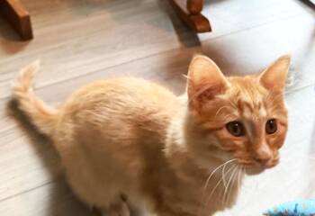 Domestic Medium Hair Cats Available for Adoption in Youngsville, North Carolina - Midori26 | PetCurious