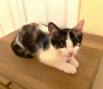 Indiana -  Calico Cat for Adoption in Fort Myers, Florida - Indiana | PetCurious