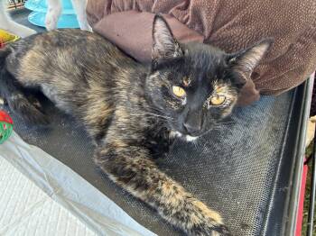 Bug -  Domestic Short Hair Cat for Adoption in Hamburg, New York - Bug | PetCurious