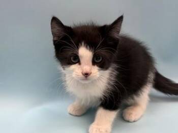 Viking -  Domestic Short Hair Cat for Adoption in Woodbury, Minnesota - Viking | PetCurious