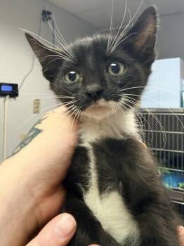 Cortado -  Domestic Short Hair Cat for Adoption in Salisbury, Maryland - Cortado | PetCurious