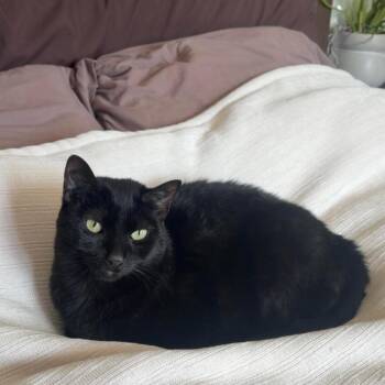 Willow -  Domestic Medium Hair Cat for Adoption in Incline Village, Nevada - Willow | PetCurious