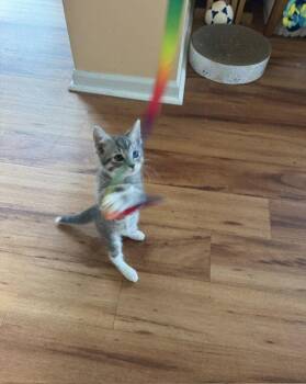 Violet -  Domestic Short Hair Cat for Adoption - Violet | PetCurious