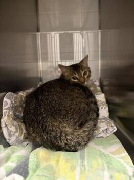 Domestic Short Hair Cats Available for Adoption in Gastonia, North Carolina - Buddie | PetCurious