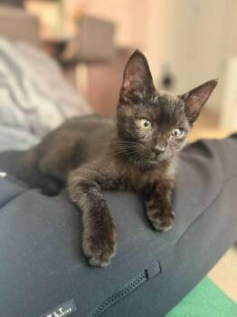 Rescue Domestic Short Hair Cats for Adoption - Billy | PetCurious