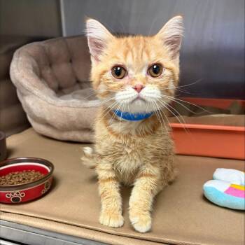 Giuseppe -  Scottish Fold Cat for Adoption in Wantagh, New York - Giuseppe | PetCurious