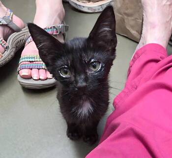 Josie -  Manx Cat for Adoption in Magnolia Springs, Alabama - Josie | PetCurious