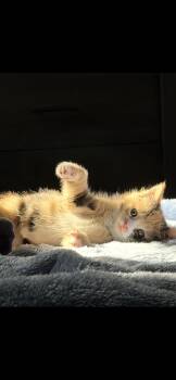 April Flowers (CP) -  Domestic Medium Hair Cat for Adoption in Absecon, New Jersey - April Flowers (CP) | PetCurious