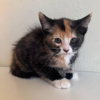 Domestic Short Hair Cats Available for Adoption in Sunnyvale, California - Eliza | PetCurious