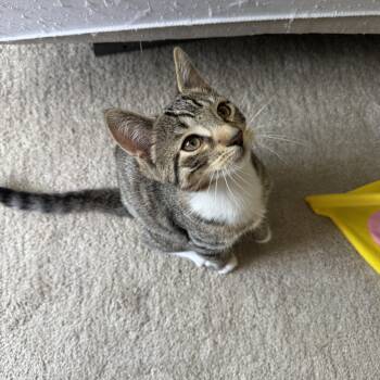 Pogo -  Domestic Short Hair Cat for Adoption in South Euclid, Ohio - Pogo | PetCurious