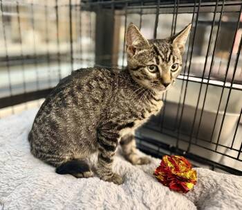 Frankie -  Domestic Short Hair Cat for Adoption in Scranton, Pennsylvania - Frankie | PetCurious