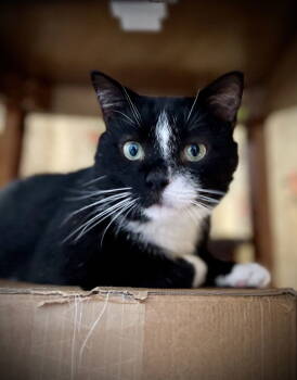 Rescue Domestic Short Hair Cats for Adoption - Badger | PetCurious