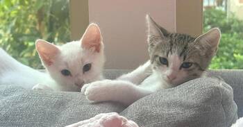 olaf -  Domestic Medium Hair Cat for Adoption in San Jose, California - Olaf | PetCurious