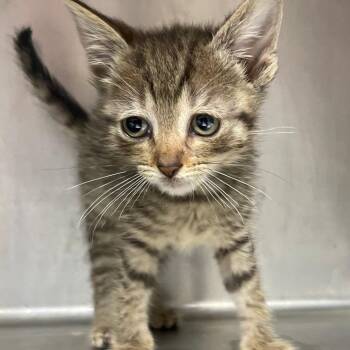 Sprout -  Domestic Short Hair Cat for Adoption in Valley, Alabama - Sprout | PetCurious