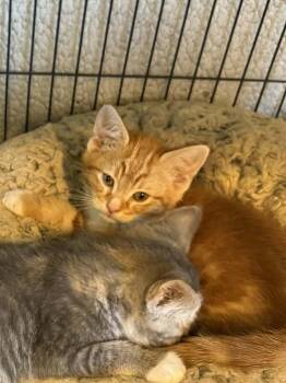 Larry -  Domestic Short Hair Cat Available for Adoption in Kimberlin Heights, Tennessee - Larry | PetCurious