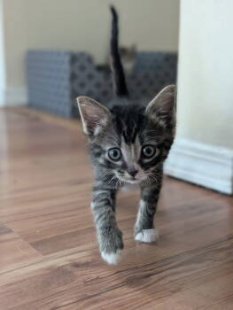 Rescue Domestic Short Hair Cats for Adoption in Tacoma, Washington - Xavier | PetCurious