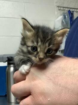 Figaro -  Domestic Long Hair and Domestic Short Hair Cat for Adoption in Fort Worth, Texas - Figaro | PetCurious