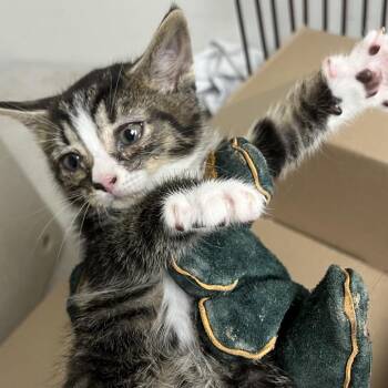 Zushi -  Domestic Short Hair Cat for Adoption in Philadelphia, Pennsylvania - Zushi | PetCurious