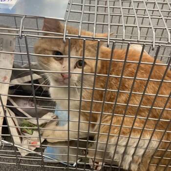 Domestic Short Hair Cats Available for Adoption in Montgomery, Alabama - Mr. Orange | PetCurious