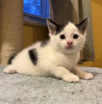 Domestic Short Hair Cats Available for Adoption in Philadelphia, Pennsylvania - Smootch | PetCurious