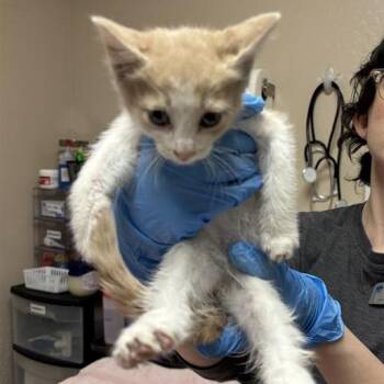 Perry -  Domestic Short Hair Cat for Adoption in Tempe, Arizona - Perry | PetCurious
