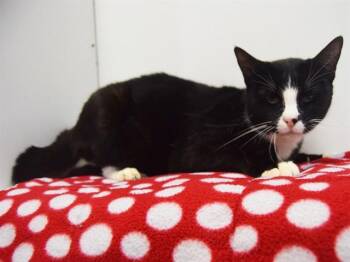 Domestic Short Hair Cats Available for Adoption - SEVEN | PetCurious