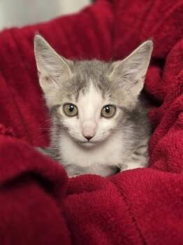 Sabrina -  Domestic Short Hair Cat for Adoption in Houston, Texas - Sabrina | PetCurious