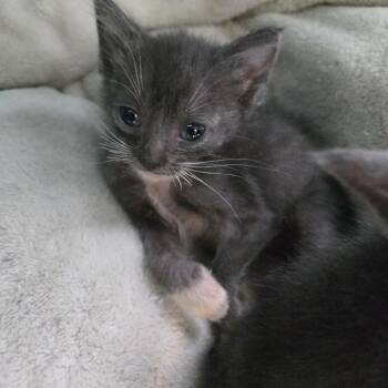 Margo -  Domestic Short Hair Cat for Adoption in San Antonio, Texas - Margo | PetCurious