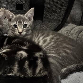 Punky 54293 -  Domestic Short Hair Cat for Adoption in Las Vegas, Nevada - Punky 54293 | PetCurious
