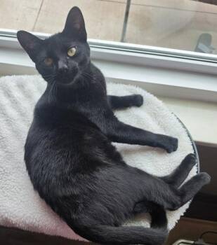 Frida -  Domestic Short Hair Cat for Adoption in Warr Acres, Oklahoma - Frida | PetCurious
