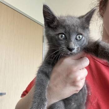 Oscar -  Domestic Short Hair Cat for Adoption in Leander, Texas - Oscar | PetCurious