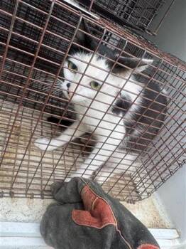 Domestic Short Hair Cats Available for Adoption in Houston, Texas - A654875 | PetCurious