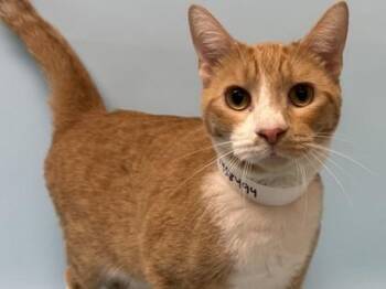Gordon -  Domestic Short Hair Cat for Adoption in Golden Valley, Minnesota - Gordon | PetCurious