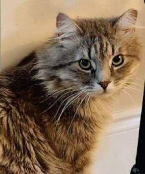 Domestic Long Hair and Domestic Short Hair Cats Available for Adoption in Fairfax, Virginia - Glacier | PetCurious