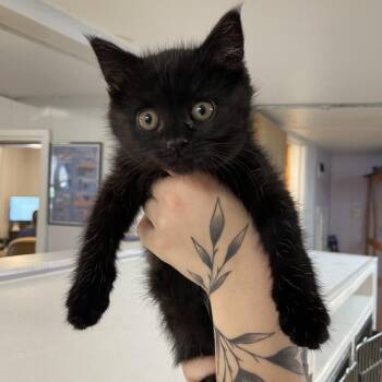 Garrett Graham -  Domestic Medium Hair Cat Available for Adoption in Madison, Wisconsin - Garrett Graham | PetCurious