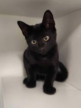 Bobby Briggs -  Domestic Short Hair Cat for Adoption in Elmsford, New York - Bobby Briggs | PetCurious