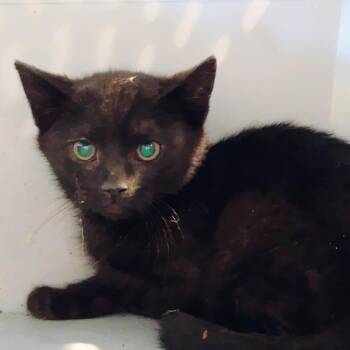 Gigabyte -  Domestic Short Hair Cat for Adoption in Allentown, Pennsylvania - Gigabyte | PetCurious