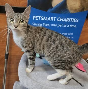 Sigma -  Domestic Short Hair Cat for Adoption in Rowlett, Texas - Sigma | PetCurious