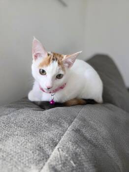 Rescue American Shorthair Cats for Adoption in Baldwin, Maryland - Skittles | PetCurious