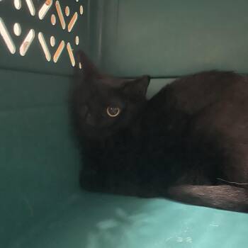 Missy Motors -  Domestic Short Hair Cat for Adoption in Lakeland, Florida - Missy Motors | PetCurious