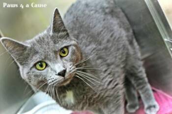 Domestic Short Hair Cats Available for Adoption in Paducah, Kentucky - Storm | PetCurious