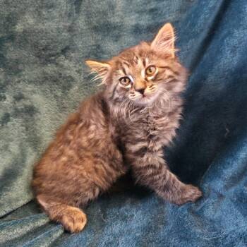 Bob -  Domestic Short Hair Cat for Adoption in Mt. Juliet, Tennessee - Bob | PetCurious