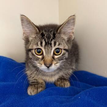 Frenchy -  Domestic Short Hair Cat for Adoption in Cody, Wyoming - Frenchy | PetCurious